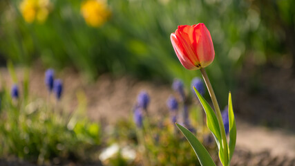 Czerwiony tulipan w ogrodzie