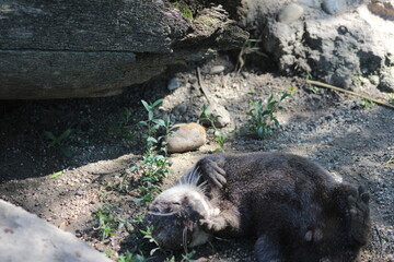 Animal and nature photos from the Schoenbrunn Zoo in Vienna