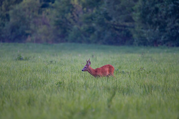 roe deer buck grazing in the forest glade © Krzysztof