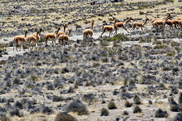 The guanaco (Lama guanicoe)  47