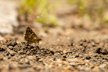 Aegean Bouncy butterfly collecting minerals on the ground / Pyrgus melotis