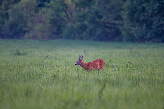 roe deer buck grazing in the forest glade