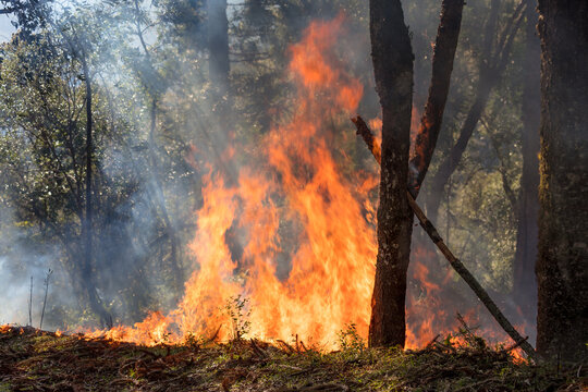 Fogo na floresta