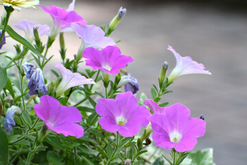 紫色の可憐なペチュニアの花（日本の大船フラワーセンター）