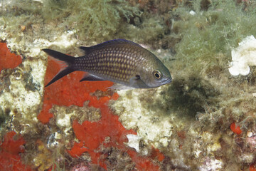 Damselfish (Chromis chromis) in Mediterranean Sea