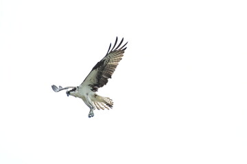 Fototapeta premium osprey in flight