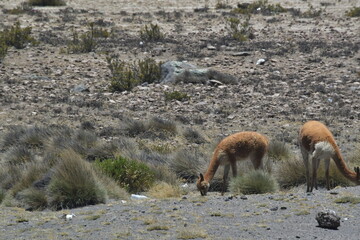 The guanaco (Lama guanicoe)  35