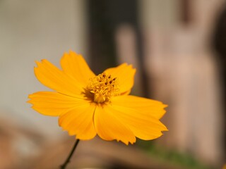 Beautiful orange flowers