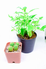 Little Plant Growing in Pots Isolated White Background Cactus