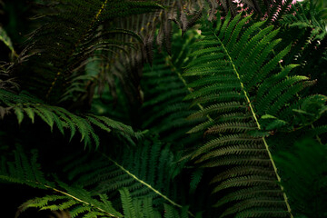 fern leaf in the forest