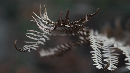 Feuille de fougère flétrie rappelant un squelette d'une créature volante