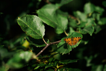 butterfly on leaf