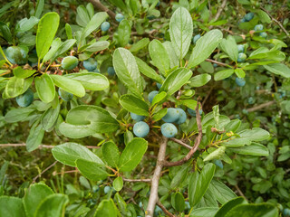 Green Blackthorn (Prunus spinosa) 