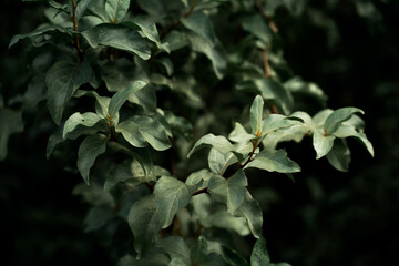 green leaves in the forest