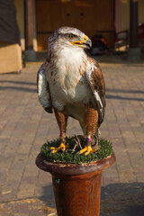 Harris Hawk  ( Parabuteo Unicintus ) 