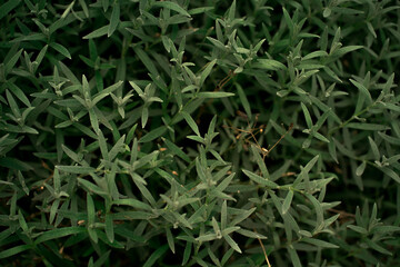 green grass background