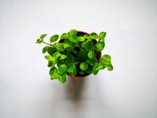 Peperomia 'trifolia' plant shot on white surface. Top view, flat lay, from above. Botanical background. 