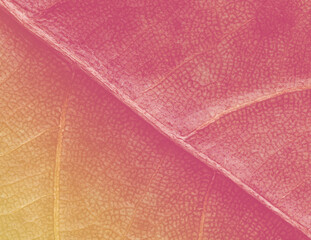 abstract leaf pastel colour texture background