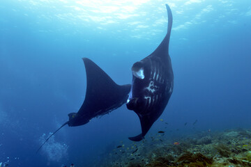 Diving Raja Ampat Indonesia Black Manta Ray