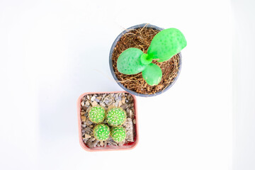 Little Plant Growing in Pots Isolated White Background Cactus