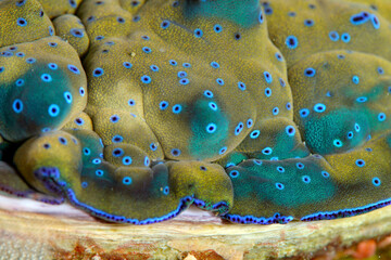 Fototapeta premium Diving Raja Ampat Indonesia Macro Big Clam