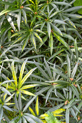 Leaves of stinking hellebore (Helleborus foetidus L.)