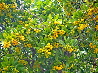 Japanese Mushmula (Eriobotrya japonica (Thunb.) Lindl.). Ripe yellow fruits on branches