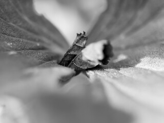 Close up of a leaf