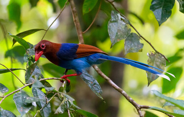 Sri Lanka Blue Magpie looking for its morning meal jumping through leaves in Siharaja Rain Forest