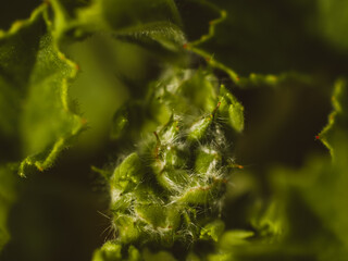 Close up of green leaves