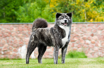 akita inu dog standing in front on the grass