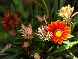 gazanias at garden full sun