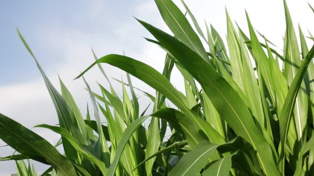 leaf corn close-up in farmland, maize plant, corn plantation, corn farm