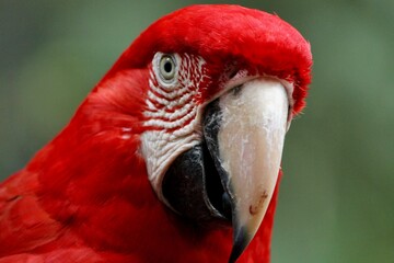 Red Macaw Close Up