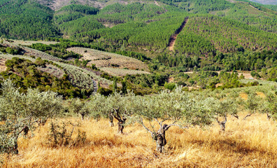 Olive trees in the fields of Extremadura