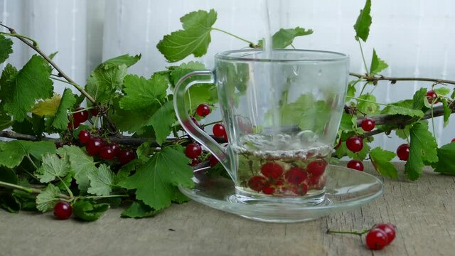 making tea with fresh currant