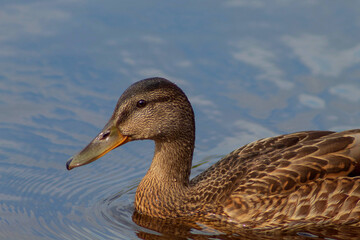 On the river, a waterfowl duck with a wide flat beak close-up