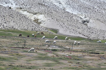 Domestic llama (Lama glama) in the Altiplano 25