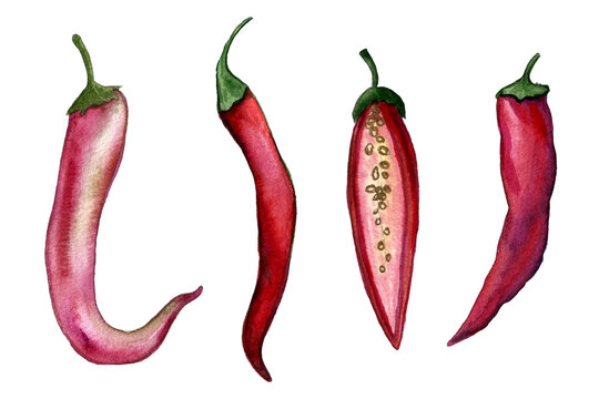 Chili pepper watercolor illustration. Hand drawn collection of spicy vegetables isolated on white background. Healthy eating ingredient. Vegetarian food.