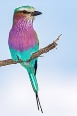 Lilac Breasted roller