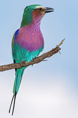 Lilac Breasted roller