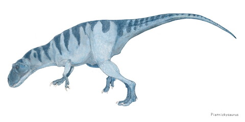 ピアトニツキサウルス　ジュラ紀中期の獣脚類。南半球、今の南アメリカ大陸に当たる地域で生息していた肉食恐竜である。眉間の上部にアロサウルスの仲間にある一対の鶏冠状の隆起がある。ためにアロサウルス上科に属する比較的原始的な恐竜であるとされていた。分類としては現在ではメガロサウルス科に属する。部分的骨格が2体分発見されているがアロサウルスを小型にしたような体型。全長は4メートル程度と推定される。