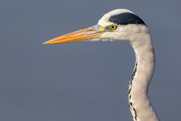 Grey Heron