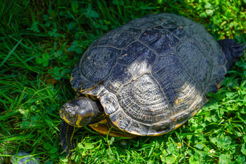 Turtle crawling on a green grass. 
