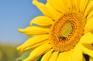 Sonnenblume © dieter76