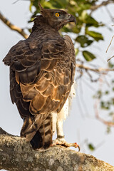 Martial Eagle.