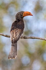 Crowned Hornbill