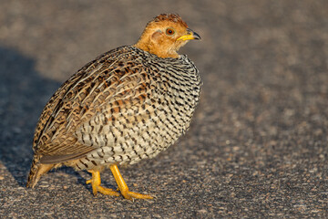 Coqui Francolin