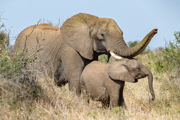 Elephant mom and Baby