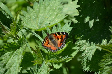 TRES BEAU PAPILLON SUR UNE FEUILLE